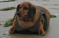 adoptpets:  Obie Update: Obie the formerly obese dachshund shows off his astonishing weight loss on the beach after shedding 10 more lbs for a total weight loss of 50lbs on a year-long diet Obie the dachshund has been on a diet since last August after