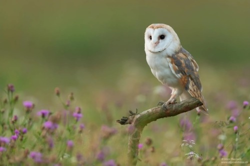 sweetd3lights:  © All rights reserved by  Hans Rentsch