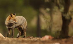 creatures-alive:  red fox in andalucia by