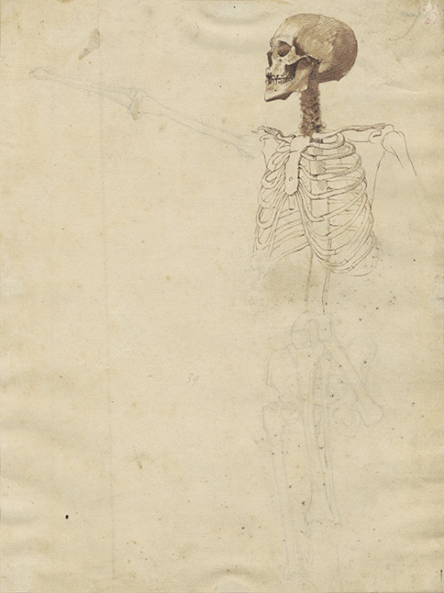 A study of a skeleton by Benjamin Robert Haydon, circa 1805 while he was studying in the RA Schools.