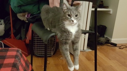 incorrectcatquotes:wolfywizard:this is how he sits in chairs“This is my chair, i sit how i want.”