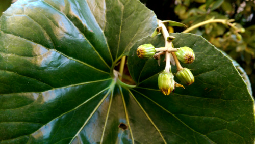 regnum-plantae: regnum-plantae: Farfugium japonicum ‘Giganteum’, Asteraceae When I 