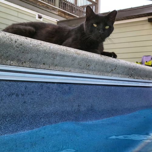 I’ll just wait til you get out… #adorable #affectionate #big #black #barncat #cuddly #c