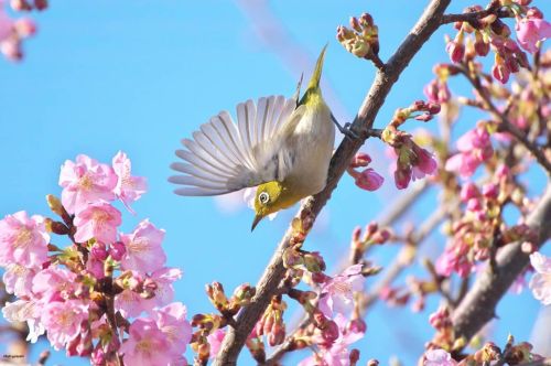 21 February 2021. Mejiro (Japanese white-eye) on a sakura tree in Tokyo, Japan