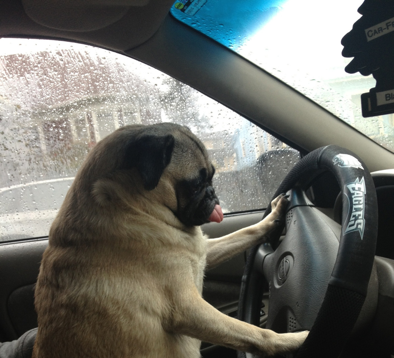 sassy-hannah:  dampsandwich:  beep beep  Get out me car 