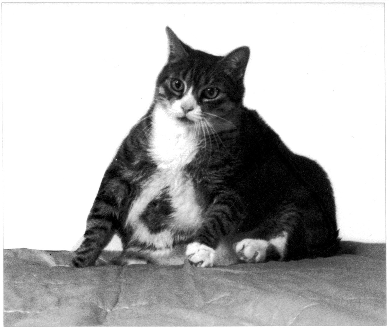 alltypesofillshitson:  Fat Cat Capsizing  Hahahaha esto es divertidisimo..
