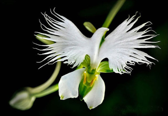 Porn photo 8 of the world’s most bizarre flowers: