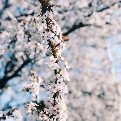  #spring #flowers #april #flower #white #portraitmode #iphonexphotography #warmday #photography #tre