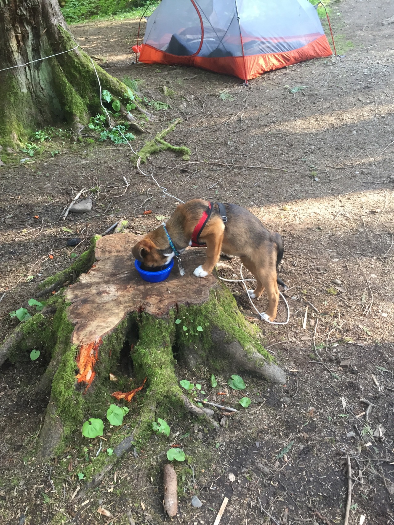 Little bit from camping , hopefully the beginning to a lot of camping this season