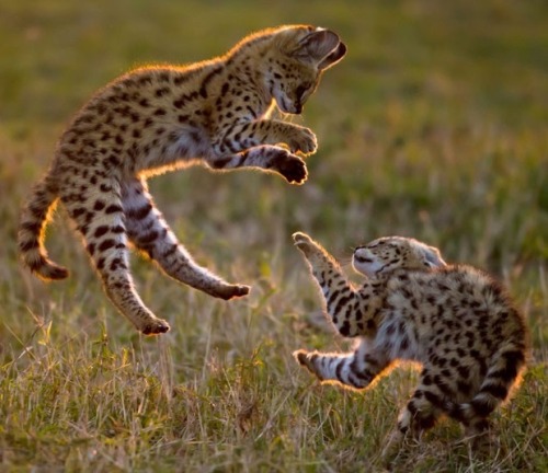 Cats … the same the world over (Serval porn pictures