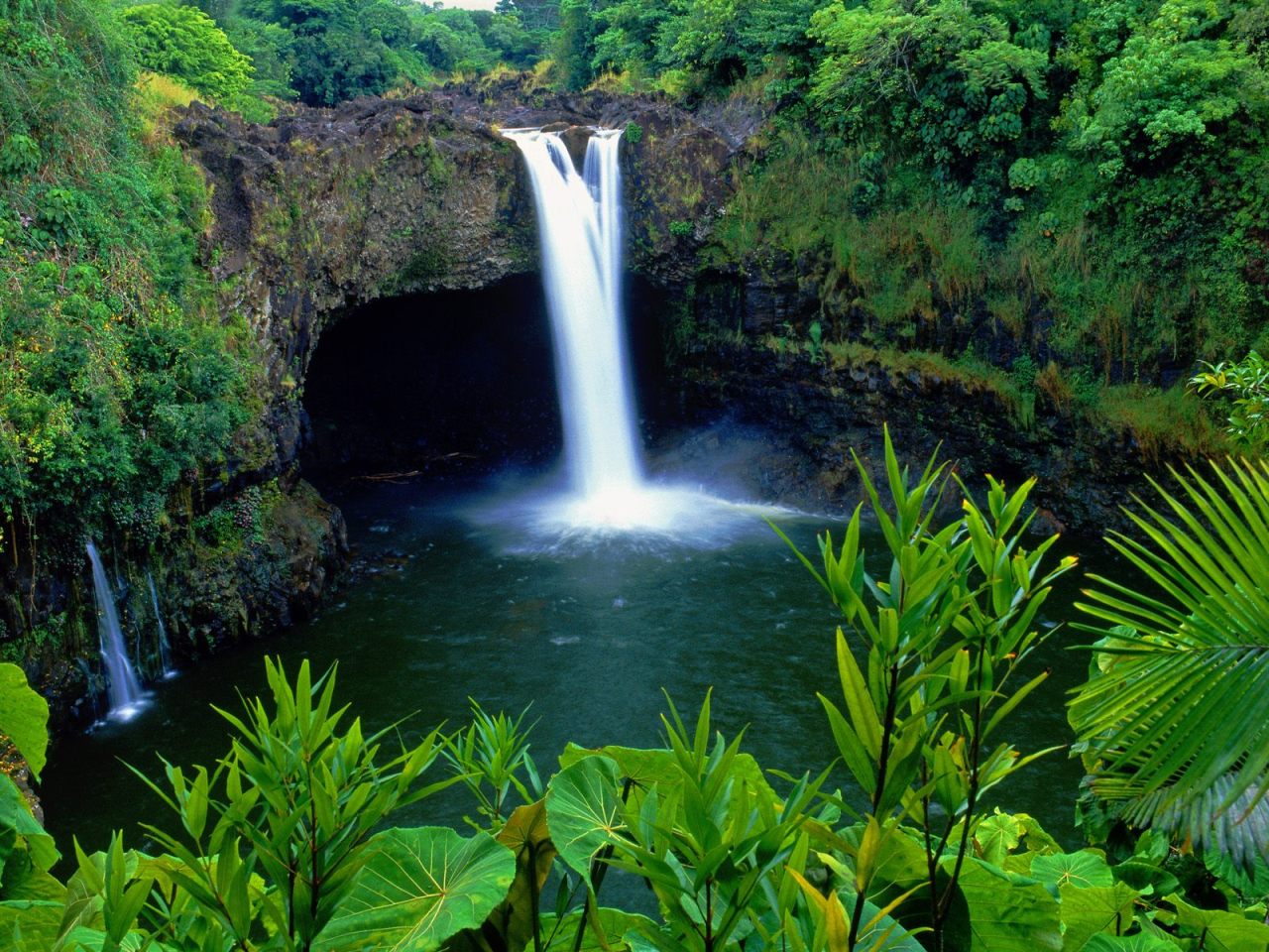 cherry-kiddo:  theadventurechild:  Jungle/tropical blog     C. H .E .R .R .Y - K.