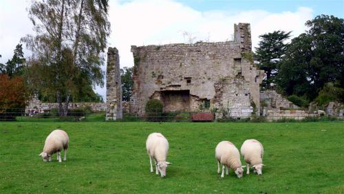 Sheep ‘n’ Ruin.