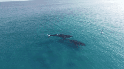 gifsboom:  Video: Paddle Boarding with Whales
