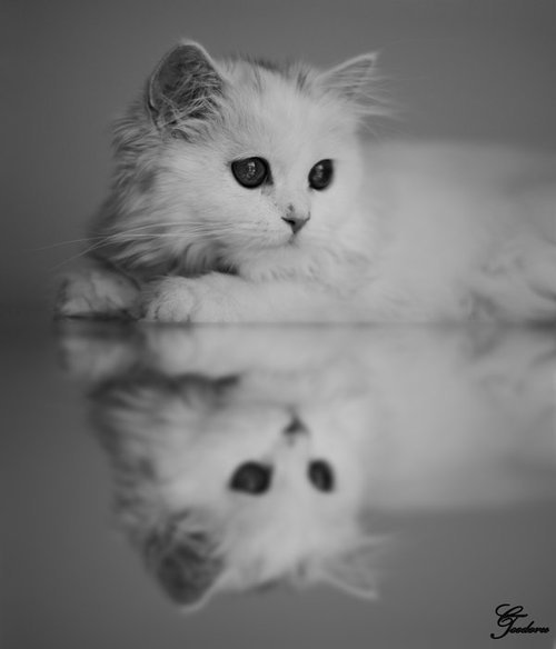 Love this cat