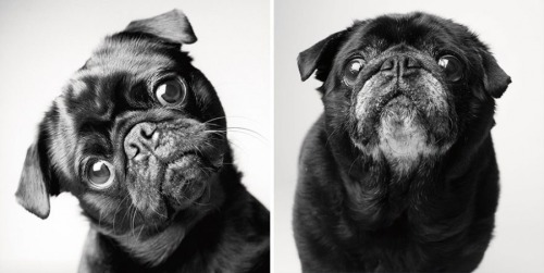 zooophagous:  ithelpstodream:  Amanda Jones has dedicated the past 20 years to an incredible  photography project which aims to show just how fleeting the lives of  our beloved pets are.  Ok first of all how dare you 