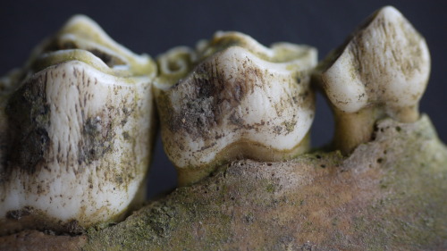 mydeadthingsdiary:  Red deer gnashers ~ 