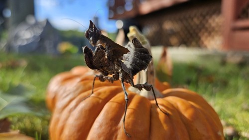 Autumn Photoshoot Featuring Nyx, My Subadult Darth Vader Mantis! Isn't She Spooky! I Hope To Breed Her