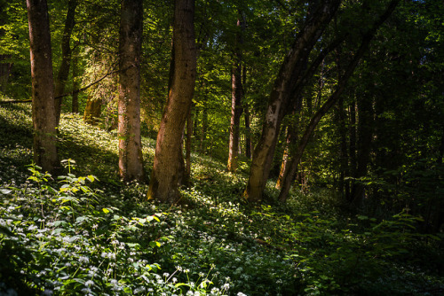 Bärlauchwald by louhma