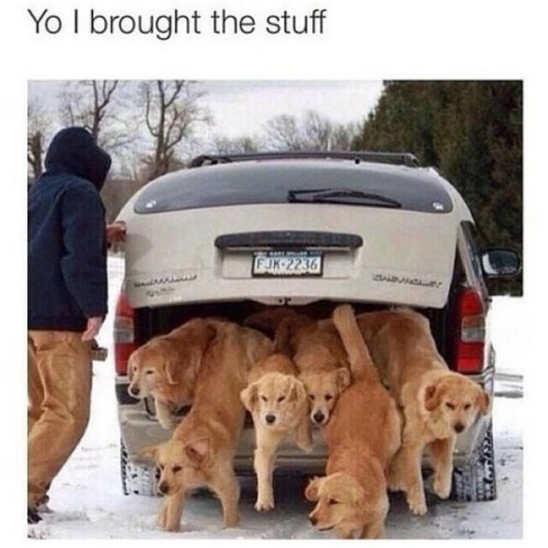 Dank Doggos