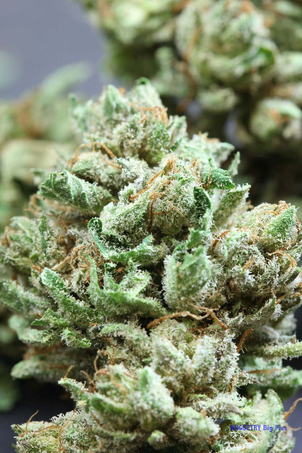 Glass and ganj'