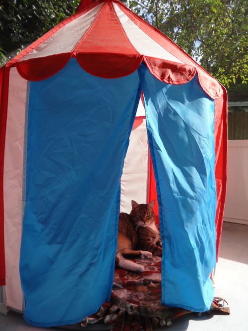 dixieandherbabies:Dixie and her babies.Another day in the porch tent for Carter.