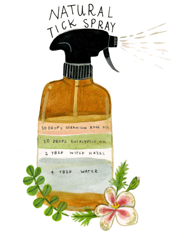 Natural Tick Spray: •5-7 drops geranium rose oil* •5-7 drops eucalyptus oil* •2 tbsp witch hazel**** •4 tbsp water Combine...