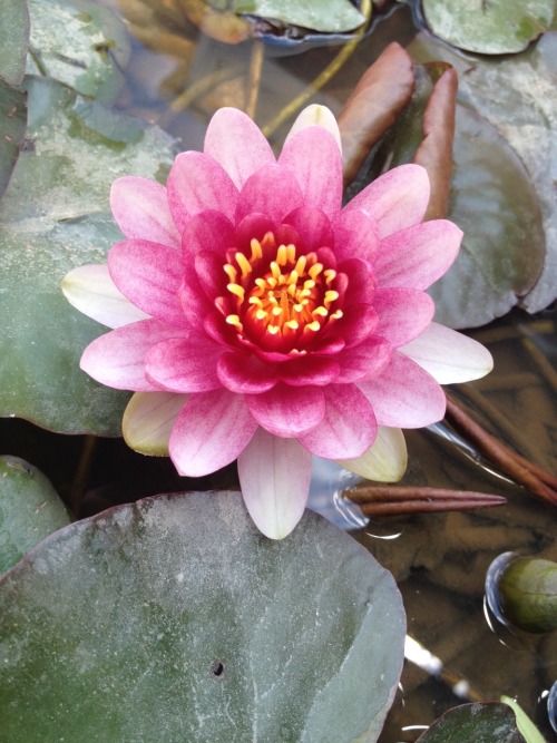 Sex greenlook-garden:  More water lily flowers. pictures