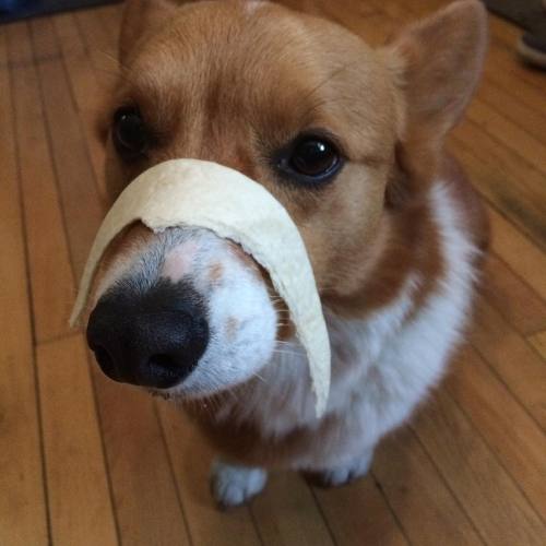 Y u make me so dis for tortilla??? #gooddog #corgi #corgisofinstagram #dog