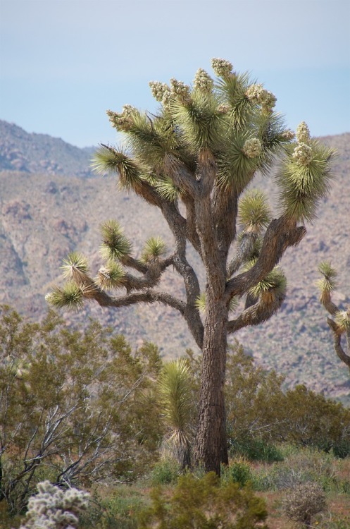 pokeyshd - embracingtheview - Joshua tree blooms. For the last...