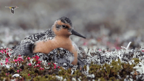Full video: Birds of the Yellow Sea, Cornell Lab / Gerrit Vyn(red knot)