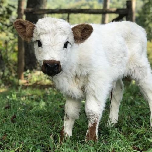 friend-of-the-cows:www.pinterest.com/pin/589760513690652484/