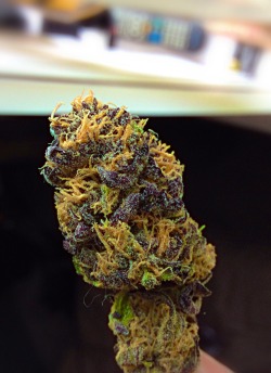 whimsicallydepressed:  Girl Scout Cookie