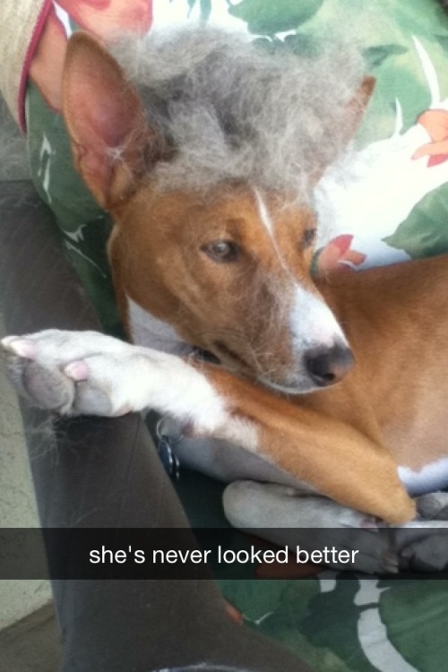 notjustanotherpetblog: sheeb-slash-senji: Shedding snapchat fun in a tiny grooming session with Ko, 