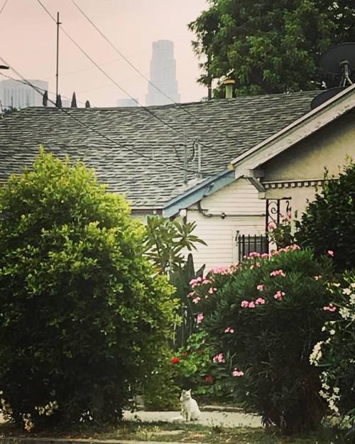 Cats, plants and #dtla #echopark #catsofsilverlake...