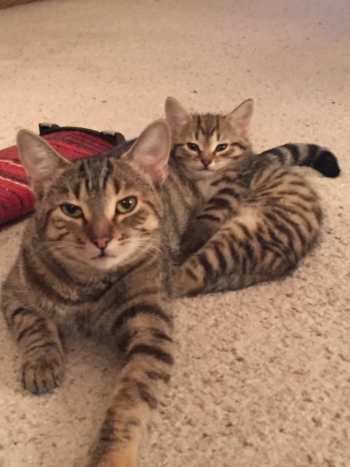 unimpressedcats: Matching cats are unimpressed with you