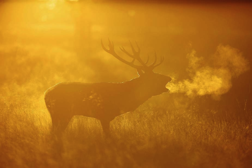 awkwardsituationist:  dan kitwood photographing the autumn rutting season in richmond park. additional photos via the atlantic. dan kitwood was previously featured here 