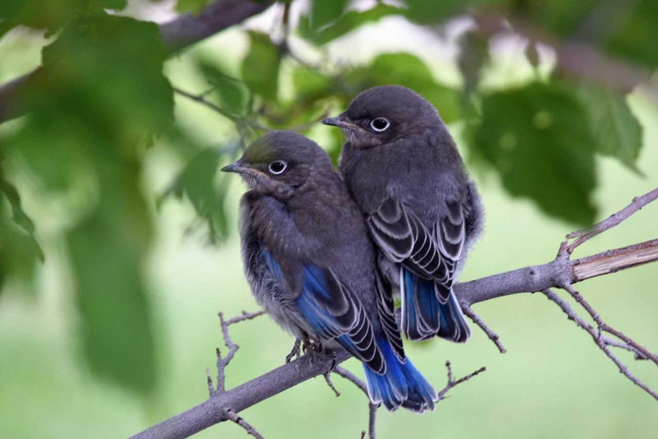 sumbluespruce: “A pair of baby Bluebirds ”