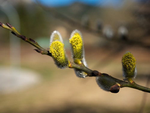 La primavera dietro l’angolo