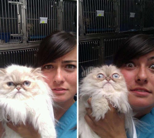 catsbeaversandducks:  awesome-picz:  Cats Who Just Realized You Took Them To The Vet  “NO.” 