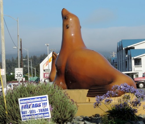 Harbor Seals, Entrance to Port, Crescent City, California, 2014.