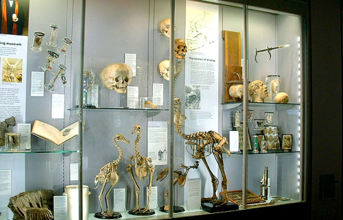 sixpenceee:  The Hunterian Museum in London houses a fascinating collection of human and animal anatomical specimens, models, paintings and sculptures.