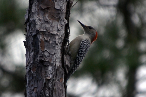 Red-bellied woodpecker (Melanerpes carolinus), Everglades National Park, Florida.