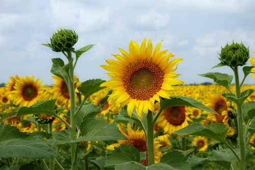 floralls: Sunflowers Ellis Co. TX  by  Ken Slade