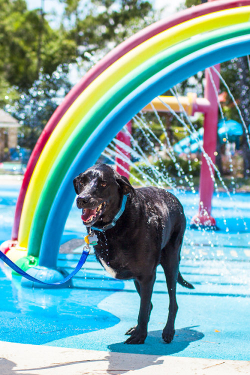 huffingtonpost: THIS DOG’S FINAL DAY PROVES WE SHOULD LIVE EVERY DAY LIKE IT’S OUR LAST 