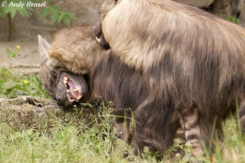 luffik:I just discovered that brown hyenas exist and I am delighted <3Photo credits (in order): C