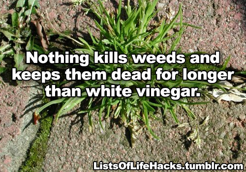 fangirltothefullest: halfdecenthomestucksprites:  falsepalindrome:  resting-dick-face:   listsoflifehacks: Genius Gardening Hacks I do a lot of this shit. The vinegar and baking soda stuff I’ll have to try. You can also use craft paper that they sell