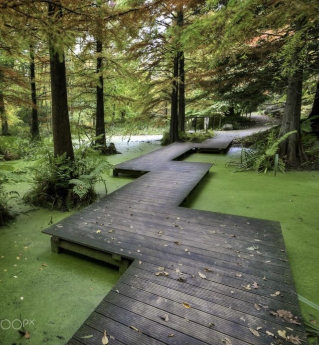 swamp boardwalk