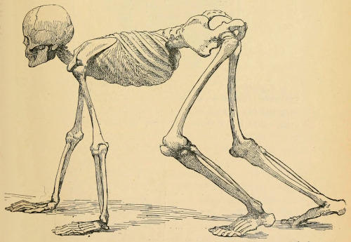 “A human skeleton in the attitude of a quadruped. To give a general idea of the position of the bone