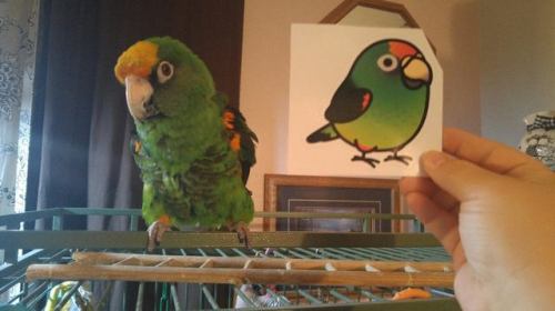 farintia:birdhism:Customer &amp; Bird-friend Appreciation PostAwww