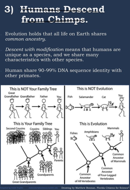 jtotheizzoe:  molecularlifesciences:  Top 5 misconceptions about evolution: A guide to demystify the foundation of modern biology. Version 2.0 Donate here to support science education:  National Center for Science Education http://ncse.com Thank you